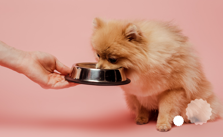 zdrava prehrana pasa