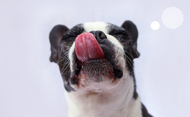 zdravlje psa - zdrava prehrana