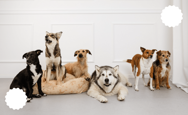 MycoTails - Proizvod za kućne ljubimce