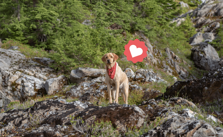 izleti sa psom - velika planina, slovenija
