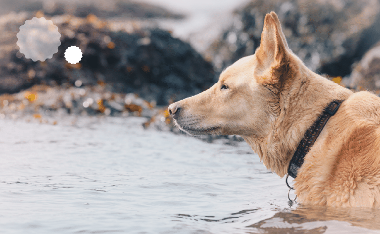 dolina rijeke soče - izlet sa psom